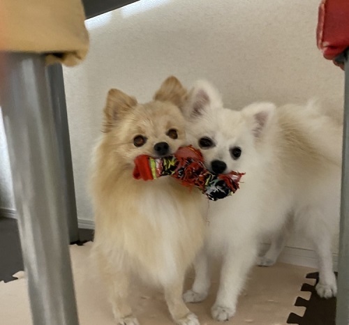 ペット手帳　ベストショット