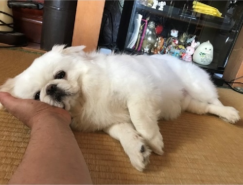 ペット手帳　ベストショット