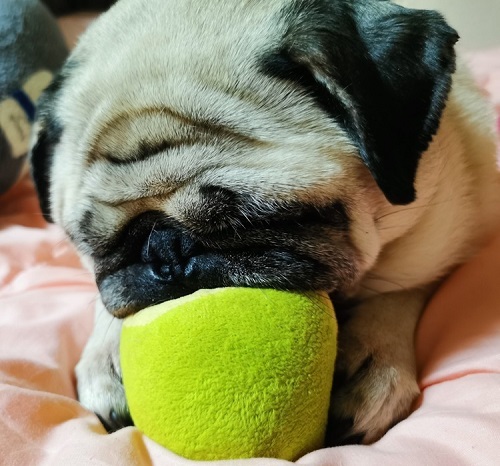 ペット手帳　ベストショット