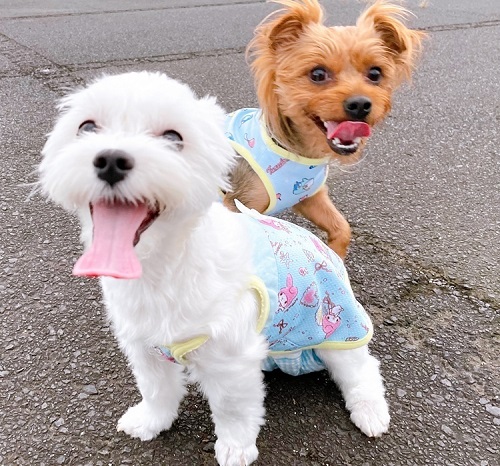 ペット手帳　ベストショット