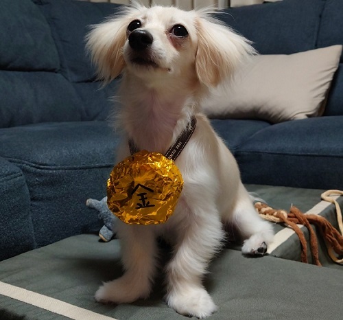 ペット手帳　ベストショット