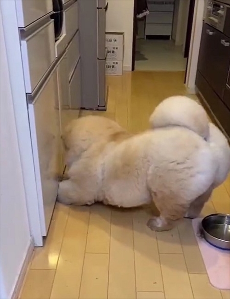 お尻に水入れが当たったのを飼い主さんのせいにするチャウチャウ