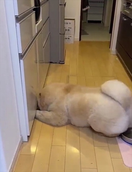 お尻に水入れが当たったのを飼い主さんのせいにするチャウチャウ