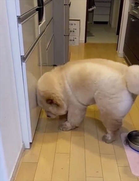 お尻に水入れが当たったのを飼い主さんのせいにするチャウチャウ