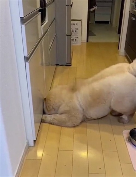 お尻に水入れが当たったのを飼い主さんのせいにするチャウチャウ