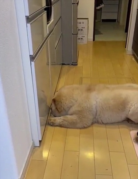 お尻に水入れが当たったのを飼い主さんのせいにするチャウチャウ