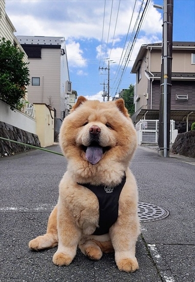 お尻に水入れが当たったのを飼い主さんのせいにするチャウチャウ