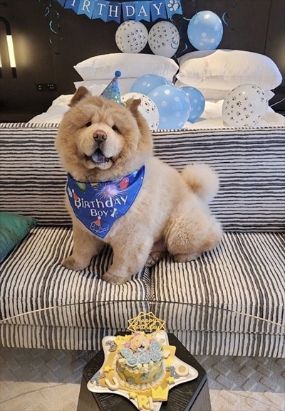 お尻に水入れが当たったのを飼い主さんのせいにするチャウチャウ