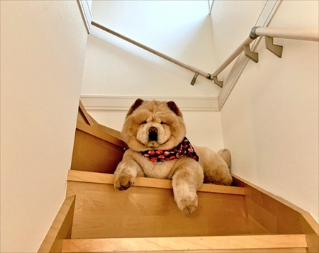 お尻に水入れが当たったのを飼い主さんのせいにするチャウチャウ