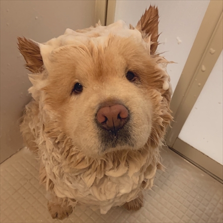 お尻に水入れが当たったのを飼い主さんのせいにするチャウチャウ