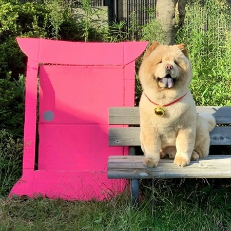 お尻に水入れが当たったのを飼い主さんのせいにするチャウチャウ