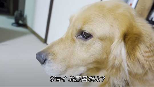 お風呂 嫌い 感情をなくした 無 ゴールデンレトリバー ジョイ