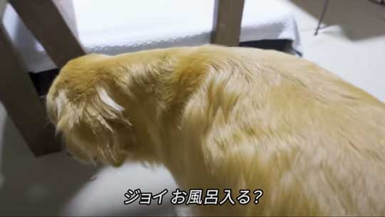 お風呂 嫌い 感情をなくした 無 ゴールデンレトリバー ジョイ