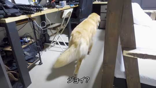 お風呂 嫌い 感情をなくした 無 ゴールデンレトリバー ジョイ