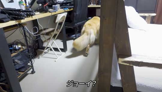 お風呂 嫌い 感情をなくした 無 ゴールデンレトリバー ジョイ