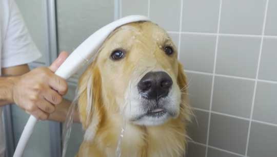 お風呂 嫌い 感情をなくした 無 ゴールデンレトリバー ジョイ