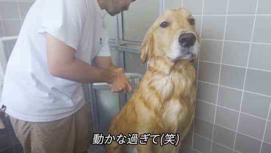 お風呂 嫌い 感情をなくした 無 ゴールデンレトリバー ジョイ