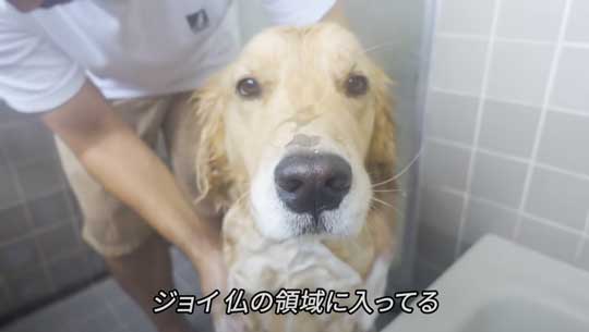 お風呂 嫌い 感情をなくした 無 ゴールデンレトリバー ジョイ