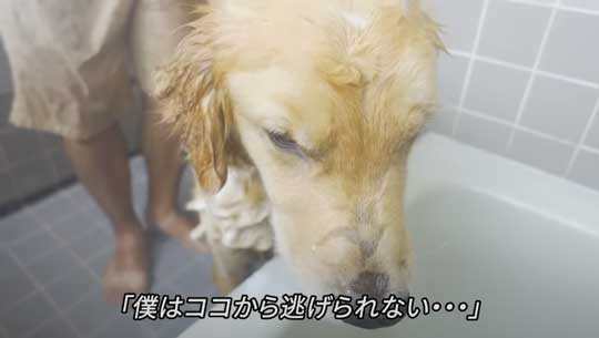 お風呂 嫌い 感情をなくした 無 ゴールデンレトリバー ジョイ