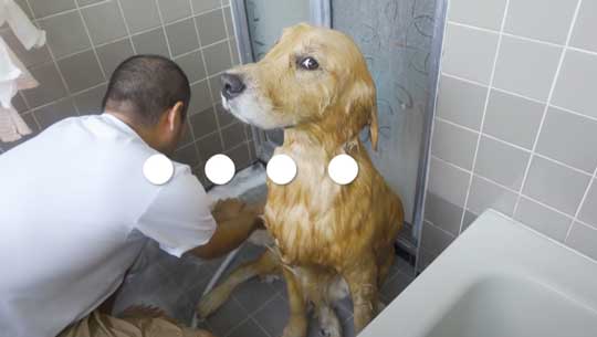 お風呂 嫌い 感情をなくした 無 ゴールデンレトリバー ジョイ