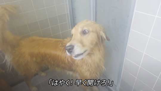 お風呂 嫌い 感情をなくした 無 ゴールデンレトリバー ジョイ