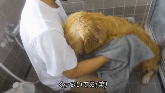 お風呂 嫌い 感情をなくした 無 ゴールデンレトリバー ジョイ