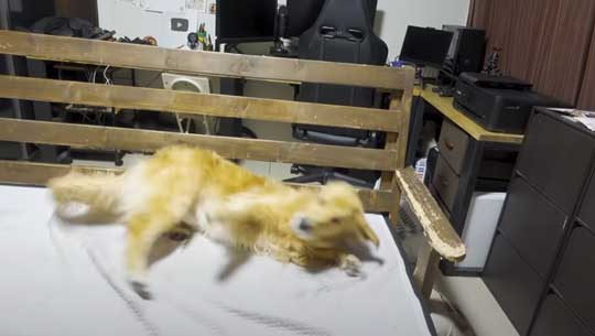 お風呂 嫌い 感情をなくした 無 ゴールデンレトリバー ジョイ