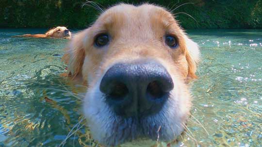 お風呂 嫌い 感情をなくした 無 ゴールデンレトリバー ジョイ