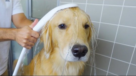 お風呂 嫌い 感情をなくした 無 ゴールデンレトリバー ジョイ