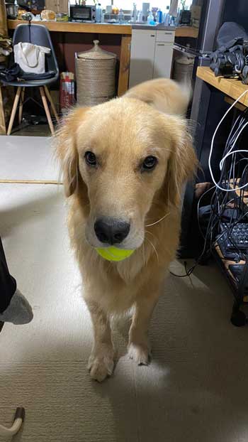 お風呂 嫌い 感情をなくした 無 ゴールデンレトリバー ジョイ