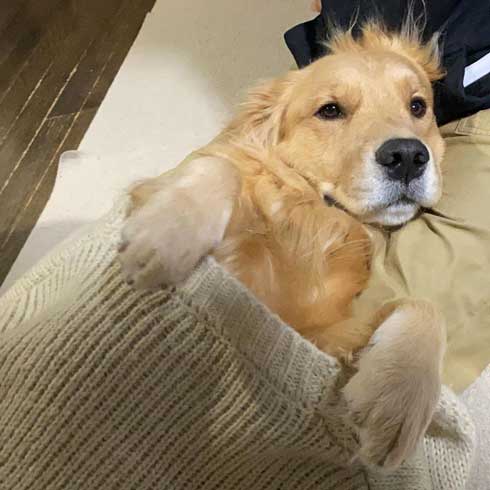 お風呂 嫌い 感情をなくした 無 ゴールデンレトリバー ジョイ