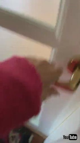 「Cute Cat Hangs Out in Baby Stroller || ViralHog」