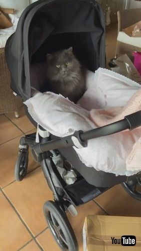 「Cute Cat Hangs Out in Baby Stroller || ViralHog」