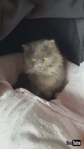 「Cute Cat Hangs Out in Baby Stroller || ViralHog」