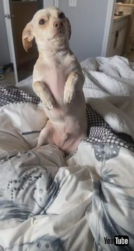 「Sad Dog Makes It Hard to Say Goodbye || ViralHog」