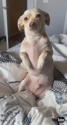 「Sad Dog Makes It Hard to Say Goodbye || ViralHog」