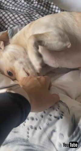 「Sad Dog Makes It Hard to Say Goodbye || ViralHog」