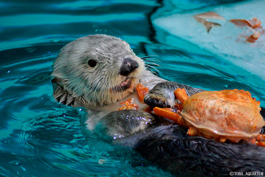 鳥羽水族館さん