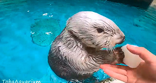 鳥羽水族館さん