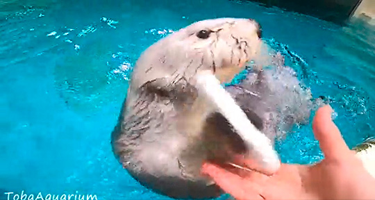 鳥羽水族館さん