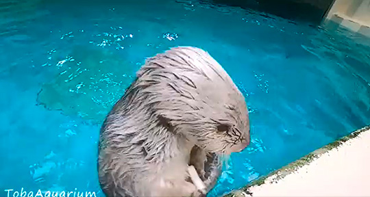 鳥羽水族館さん