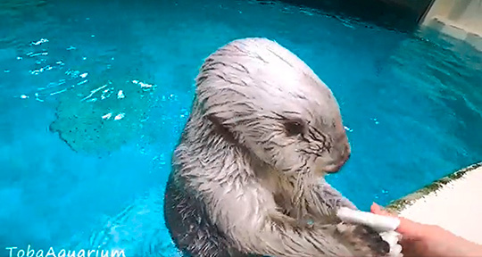鳥羽水族館さん