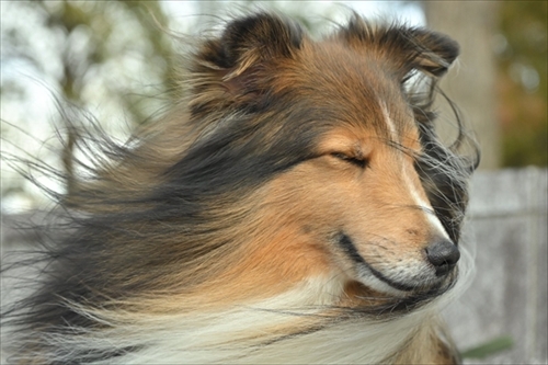 風になびくイケメンワンちゃん