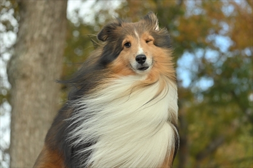 風になびくイケメンワンちゃん