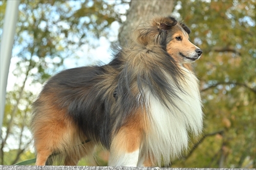 風になびくイケメンワンちゃん