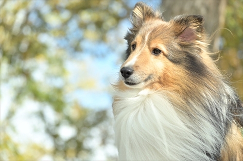 風になびくイケメンワンちゃん