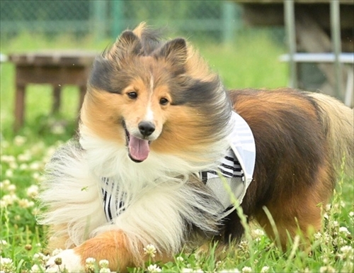 風になびくイケメンワンちゃん