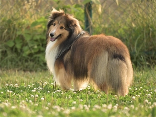 風になびくイケメンワンちゃん