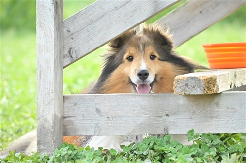 風になびくイケメンワンちゃん