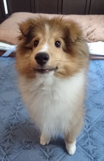 風になびくイケメンワンちゃん